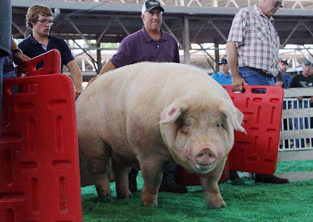 Brutus one of six in Big Boar contest